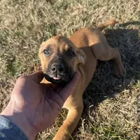 RJ, a male Cane Corso and Goldendoodle for sale in Anderson, SC – Photo 1 of 4