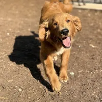 RJ, a male Cane Corso and Goldendoodle for sale in Anderson, SC – Photo 4 of 4
