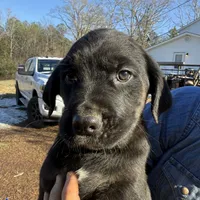 Tino, a male Cane Corso and Goldendoodle for sale in Anderson, SC – Photo 1 of 4