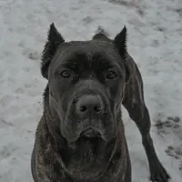 Tino, a male Cane Corso and Goldendoodle for sale in Anderson, SC – Photo 2 of 4