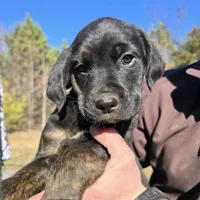 Tucker, a male Cane Corso and Goldendoodle for sale in Anderson, SC – Photo 1 of 4