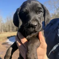 Lila, a female Cane Corso and Goldendoodle for sale in Anderson, SC – Photo 1 of 4