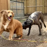 Asa, a female Cane Corso and Goldendoodle for sale in Anderson, SC – Photo 3 of 5