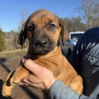 Asa, a female Cane Corso and Goldendoodle for sale in Anderson, SC – Photo 1 of 5