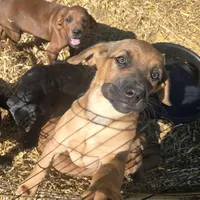 Asa, a female Cane Corso and Goldendoodle for sale in Anderson, SC – Photo 2 of 5