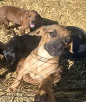 Asa, a female Cane Corso and Goldendoodle for sale in Anderson, SC – Photo 2 of 5