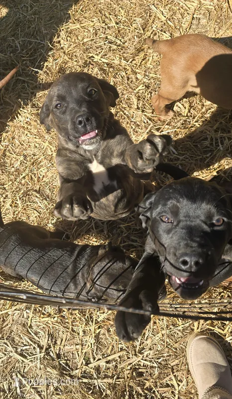 Lyla – Cane Corso, Goldendoodle puppy for sale in Anderson, SC