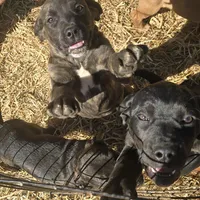 Georgia, a female Cane Corso and Goldendoodle for sale in Anderson, SC – Photo 2 of 5