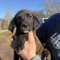 Georgia, a female Cane Corso and Goldendoodle for sale in Anderson, SC – Photo 1 of 5