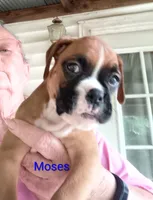 Moses, a male Boxer for sale in Stoutland, MO – 2 of 2
