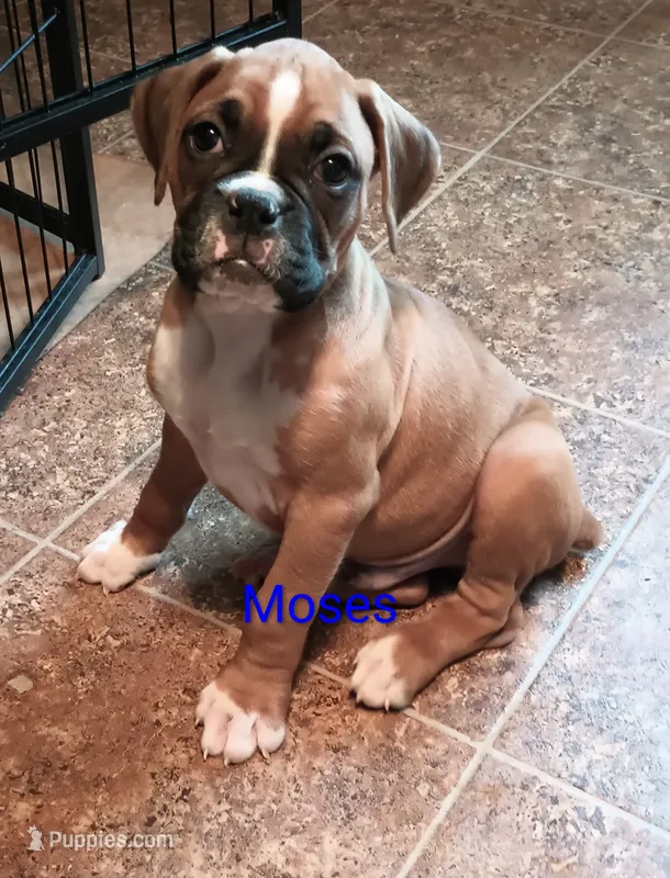 Moses – Boxer puppy for sale in Stoutland, MO