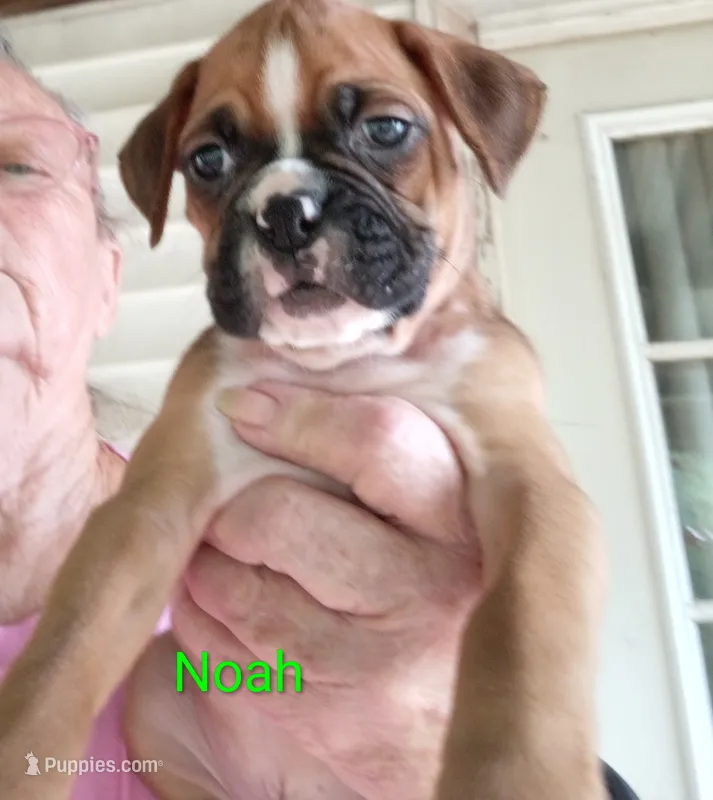 Noah – Boxer puppy for sale in Stoutland, MO