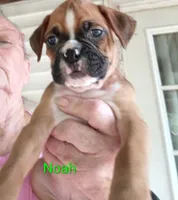 Noah, a male Boxer for sale in Stoutland, MO – 1 of 2