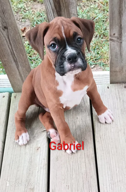 Gabriel  – Boxer puppy for sale in Stoutland, MO