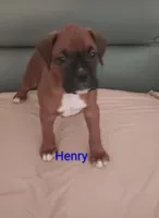 Henry , a male Boxer for sale in Stoutland, MO – Photo 2 of 3