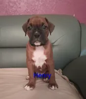 Henry , a male Boxer for sale in Stoutland, MO – Photo 3 of 3