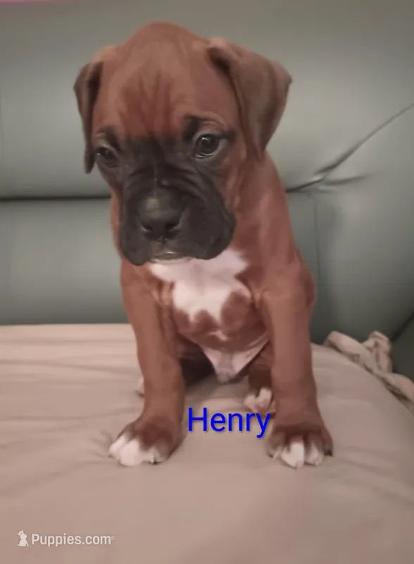 Henry  – Boxer puppy for sale in Stoutland, MO