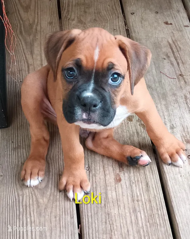 Loki – Boxer puppy for sale in Stoutland, MO