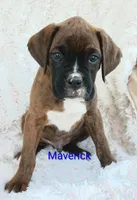 Maverick , a male Boxer for sale in Stoutland, MO – Photo 2 of 3
