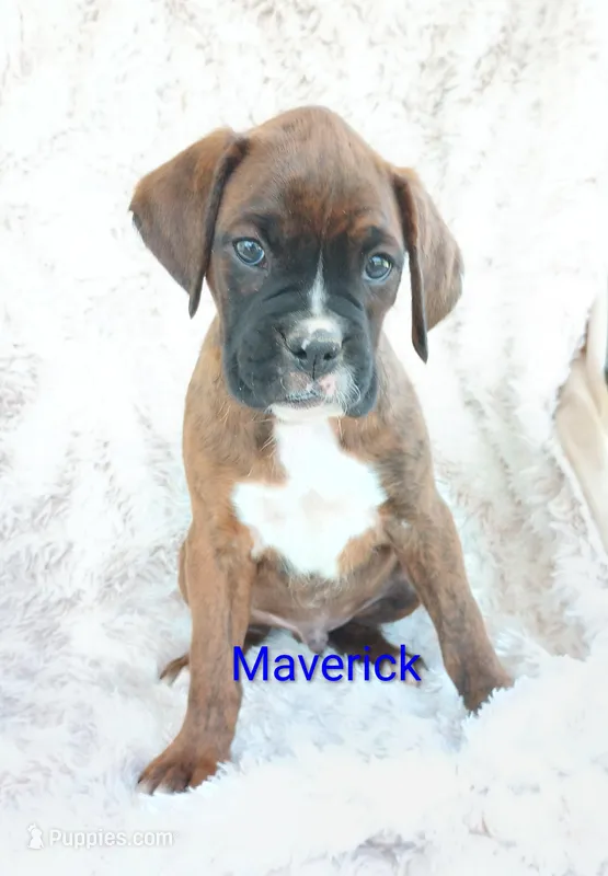 Maverick  – Boxer puppy for sale in Stoutland, MO