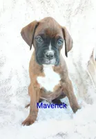 Maverick , a male Boxer for sale in Stoutland, MO – Photo 1 of 3