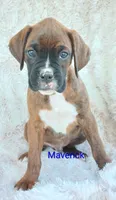 Maverick , a male Boxer for sale in Stoutland, MO – Photo 3 of 3