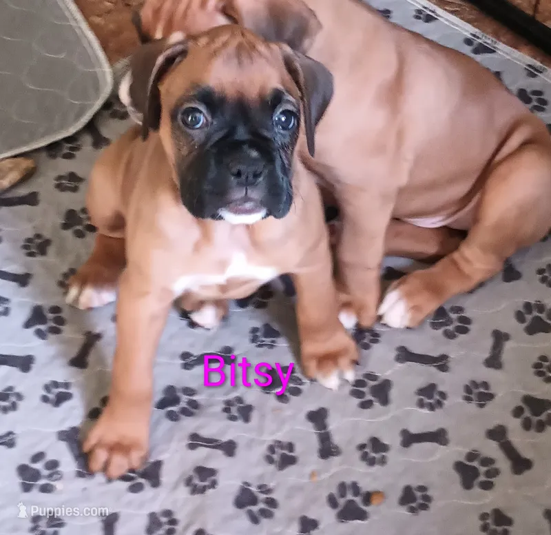 Bitsy  – Boxer puppy for sale in Stoutland, MO