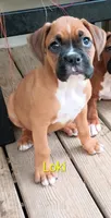 Loki, a male Boxer for sale in Stoutland, MO – 3 of 3