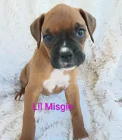 Lil Midgie , a female Boxer for sale in Stoutland, MO – Photo 2 of 2