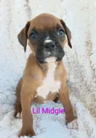 Lil Midgie , a female Boxer for sale in Stoutland, MO – Photo 1 of 2