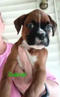 Gabriel , a male Boxer for sale in Stoutland, MO – 2 of 2