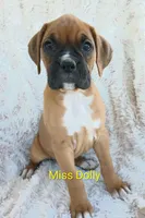 Miss Dolly , a female Boxer for sale in Stoutland, MO – Photo 2 of 2