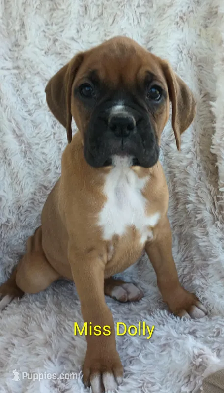 Miss Dolly  – Boxer puppy for sale in Stoutland, MO