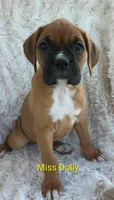 Miss Dolly , a female Boxer for sale in Stoutland, MO – Photo 1 of 2