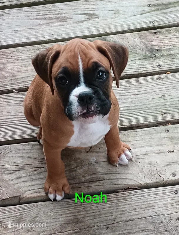 Noah – Boxer puppy for sale in Stoutland, MO