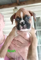 Noah, a male Boxer for sale in Stoutland, MO – 2 of 2