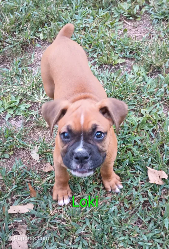 Loki – Boxer puppy for sale in Stoutland, MO