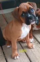 Loki, a male Boxer for sale in Stoutland, MO – 2 of 3