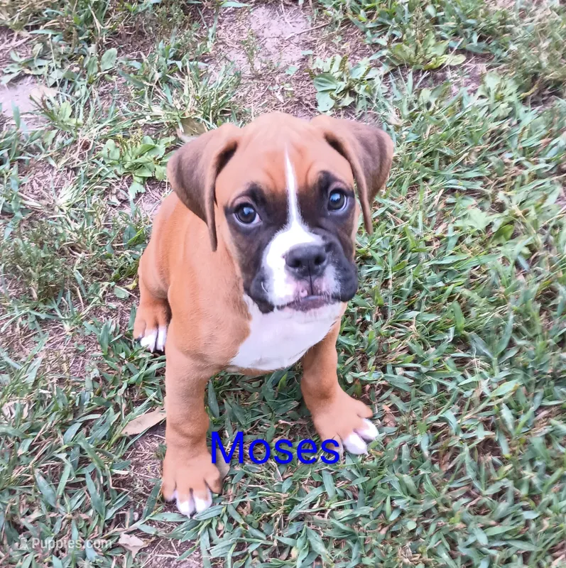 Moses – Boxer puppy for sale in Stoutland, MO