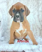 Artimus , a male Boxer for sale in Stoutland, MO – Photo 3 of 3