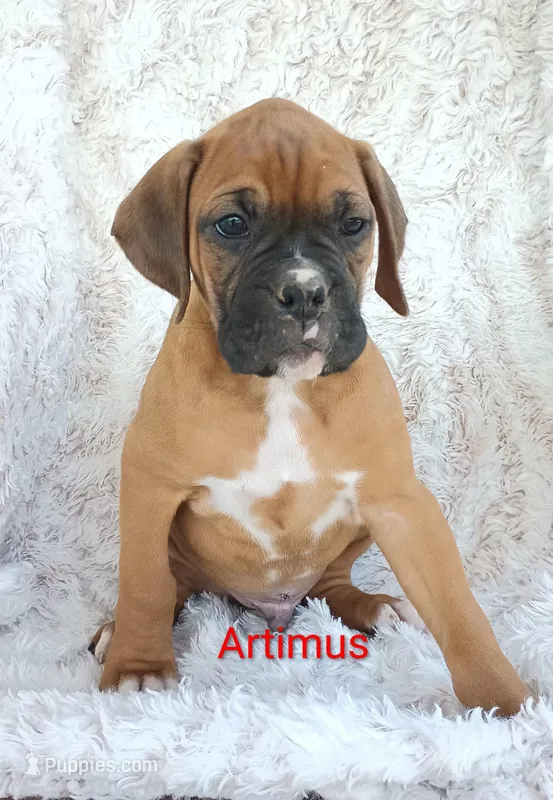Artimus  – Boxer puppy for sale in Stoutland, MO