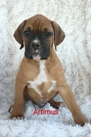 Artimus , a male Boxer for sale in Stoutland, MO – Photo 2 of 3