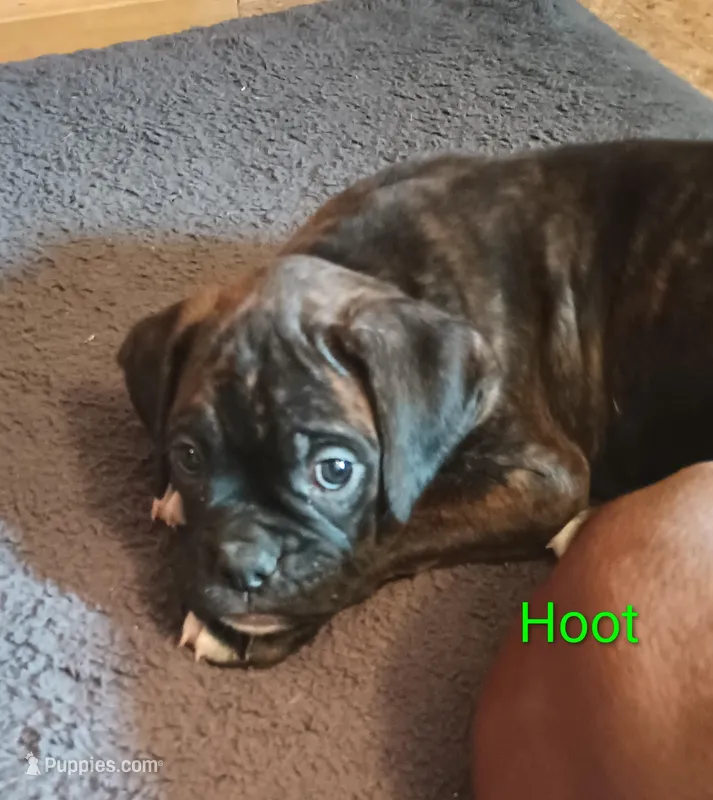 Hoot  – Boxer puppy for sale in Stoutland, MO