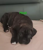 Hoot , a male Boxer for sale in Stoutland, MO – Photo 3 of 3