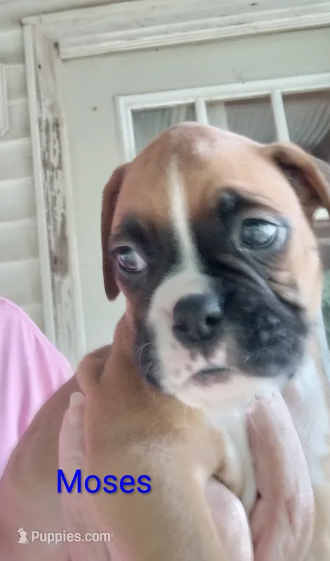 Moses – Boxer puppy for sale in Stoutland, MO