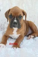 Archie , a male Boxer for sale in Stoutland, MO – Photo 2 of 3