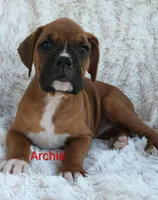 Archie , a male Boxer for sale in Stoutland, MO – Photo 1 of 3