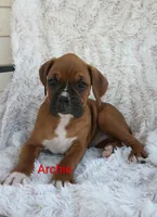 Archie , a male Boxer for sale in Stoutland, MO – Photo 3 of 3