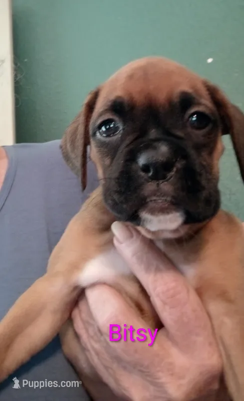 Bitsy  – Boxer puppy for sale in Stoutland, MO