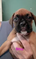 Bitsy , a female Boxer for sale in Stoutland, MO – 1 of 1